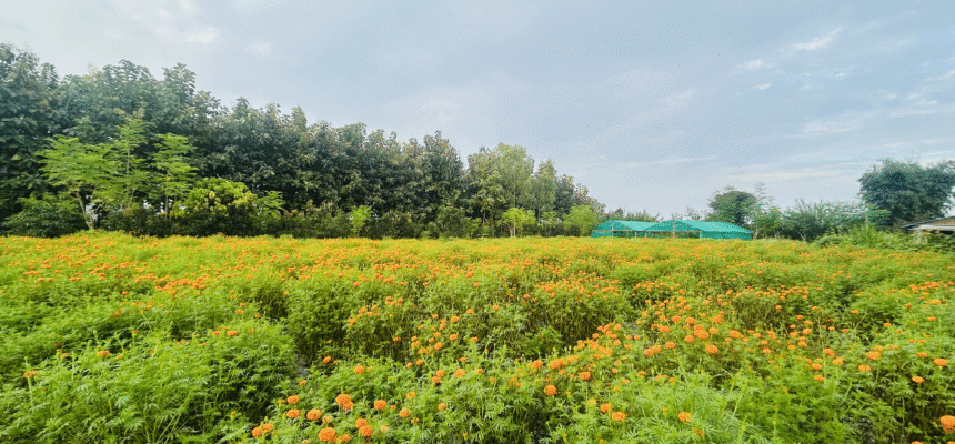 ग्रीन फाउण्डेशन नेपालको पहल – तिहारमा स्थानीय फूलले सजियो तुलसीपुर